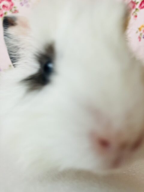 アビシニアンモルモット