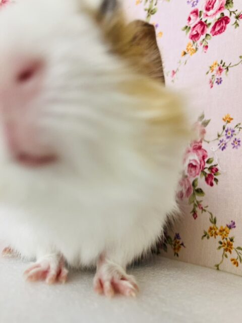 アビシニアンモルモット