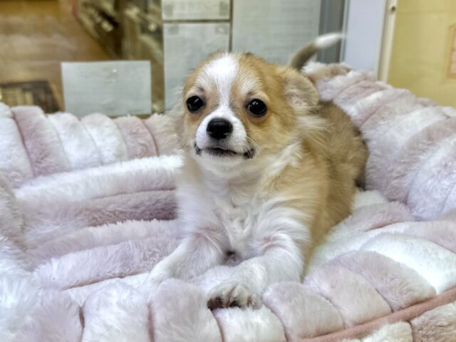 むっちり🩵チワワ男の子 チワワ