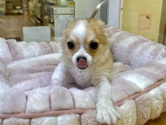 むっちり🩵チワワ男の子 チワワ