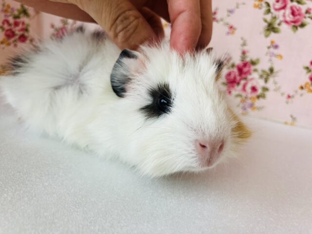 アビシニアンモルモット