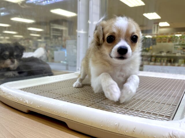 むっちり🩵チワワ男の子 チワワ