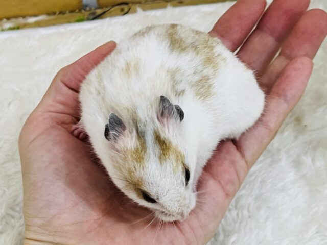 ゴールデンハムスター