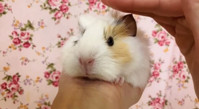 アビシニアンモルモット