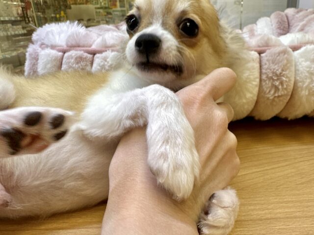 むっちり🩵チワワ男の子 チワワ