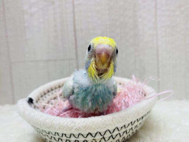 セキセイインコ