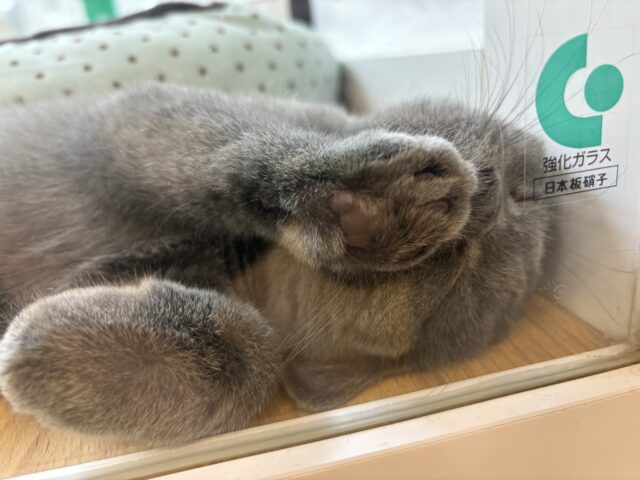 ブリティッシュショートヘア