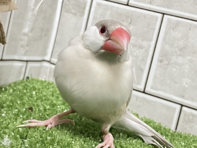 シルバーイノ文鳥