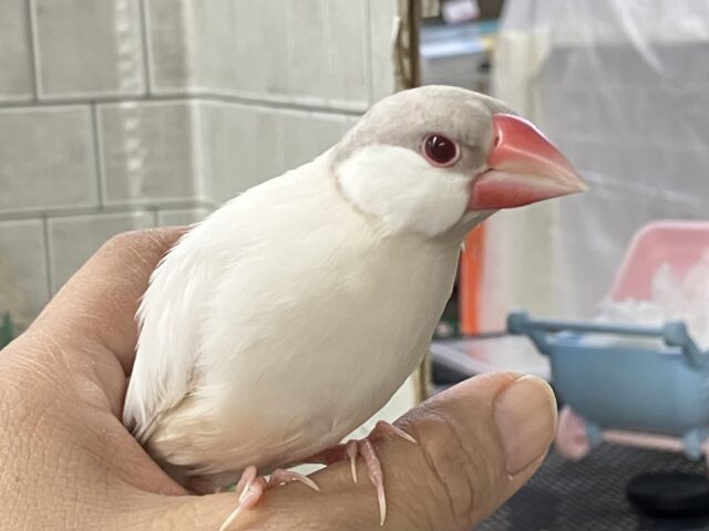 シルバーイノ文鳥