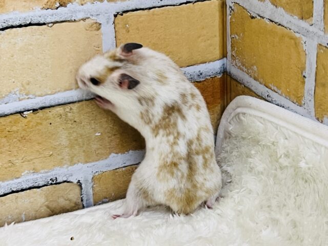 ゴールデンハムスター