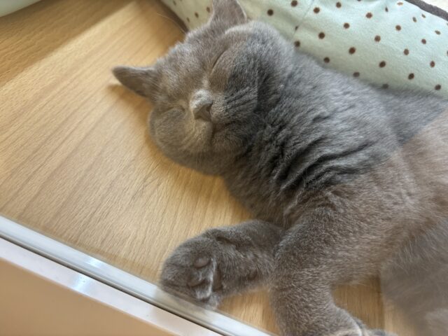 ブリティッシュショートヘア