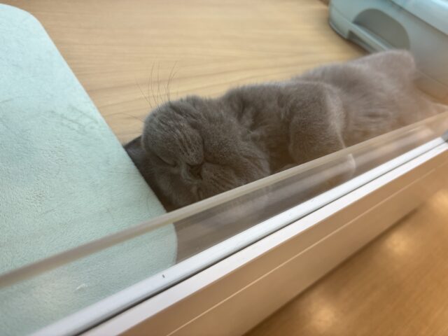 ブリティッシュショートヘア