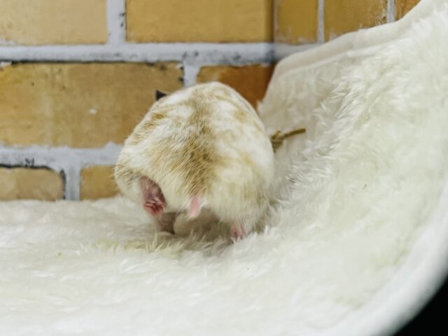 ゴールデンハムスター