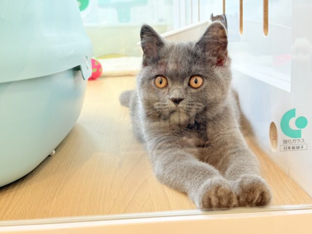 ブリティッシュショートヘア