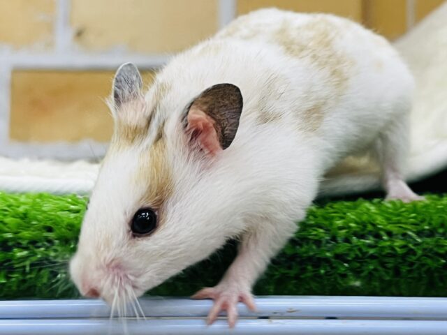 ゴールデンハムスター