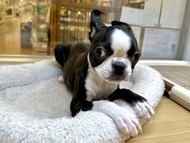 ボストンテリア