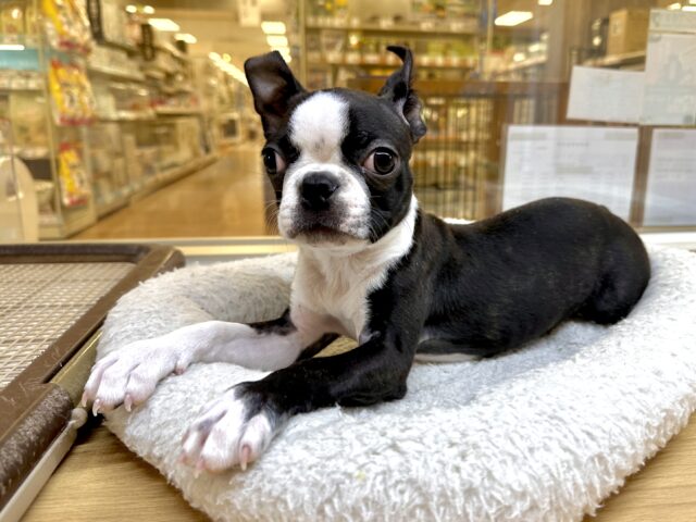 ボストンテリア