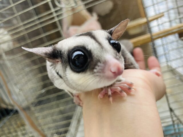 フクロモモンガ