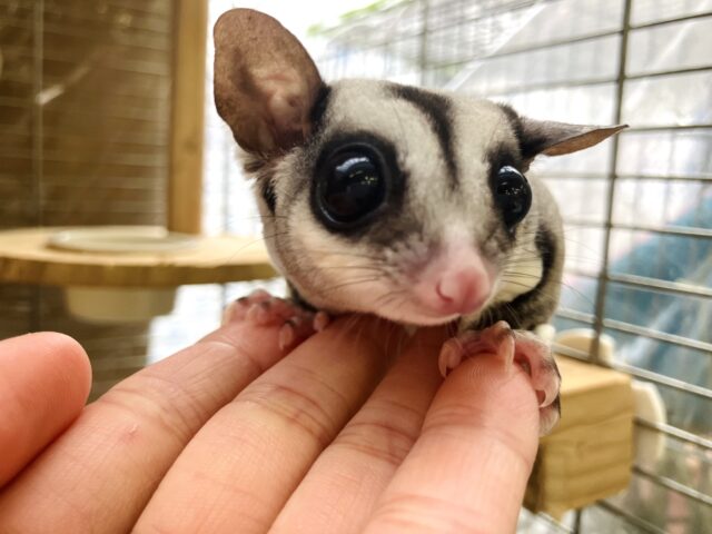 フクロモモンガ