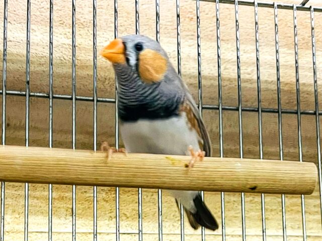 錦花鳥（キンカチョウ）