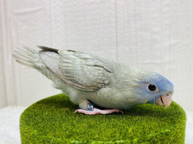サザナミインコ