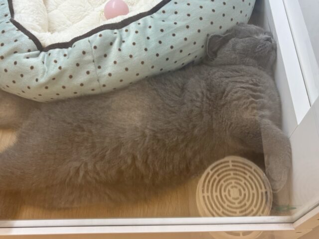 ブリティッシュショートヘア