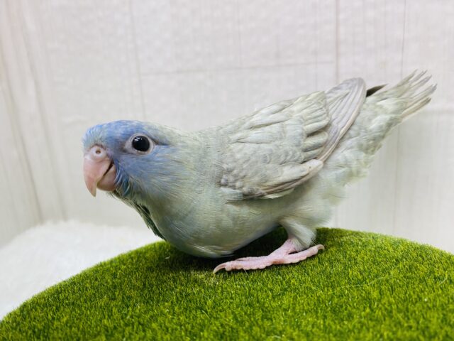 サザナミインコ