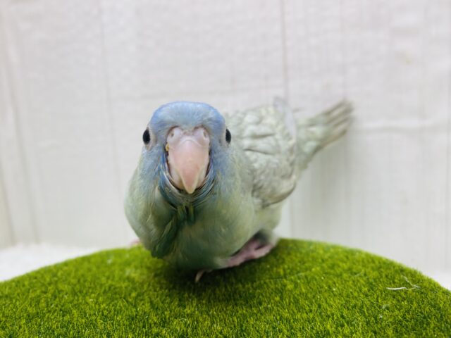 サザナミインコ