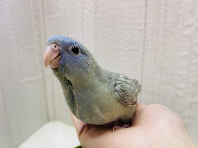 サザナミインコ