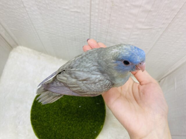 サザナミインコ
