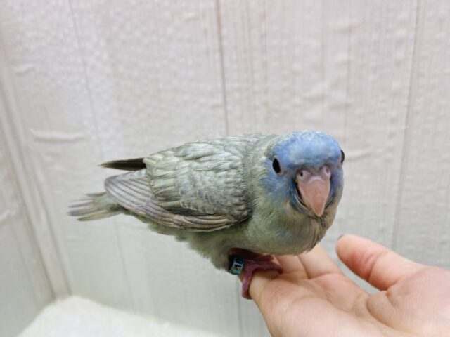 サザナミインコ