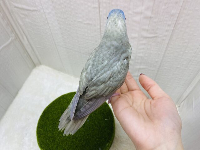 サザナミインコ