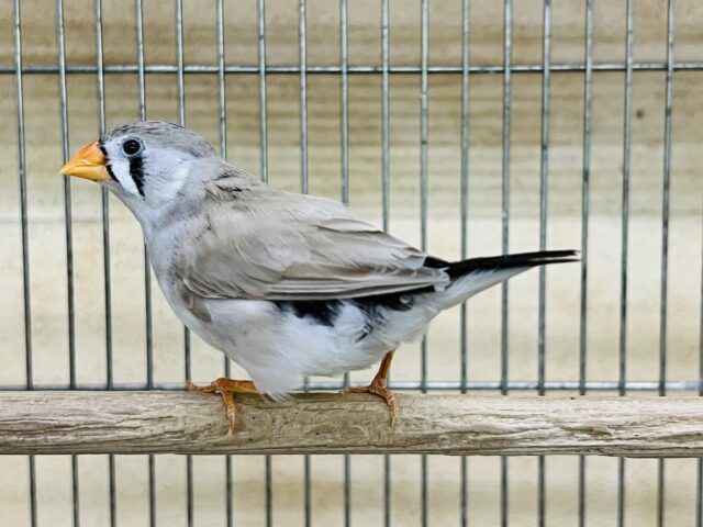 錦花鳥（キンカチョウ）