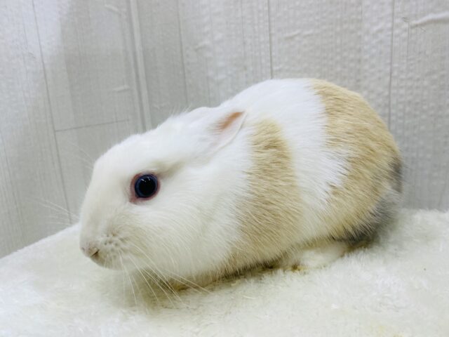 ミニウサギ