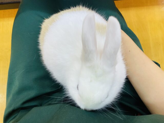 頭の『ちょび』がチャームポイント☝🏻✨優しいお色のミニウサギさん‼️ ミニウサギ