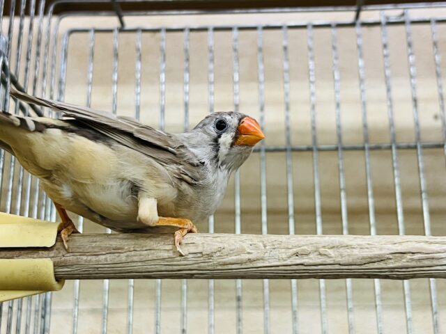 錦花鳥（キンカチョウ）