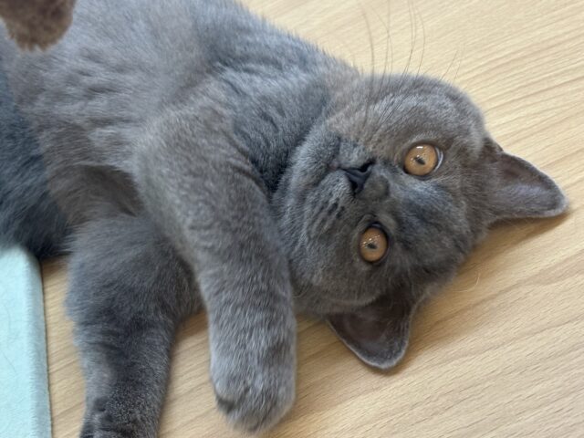 ブリティッシュショートヘア