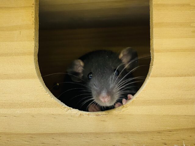 ファンシーラット