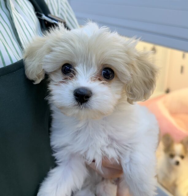 キャバビション