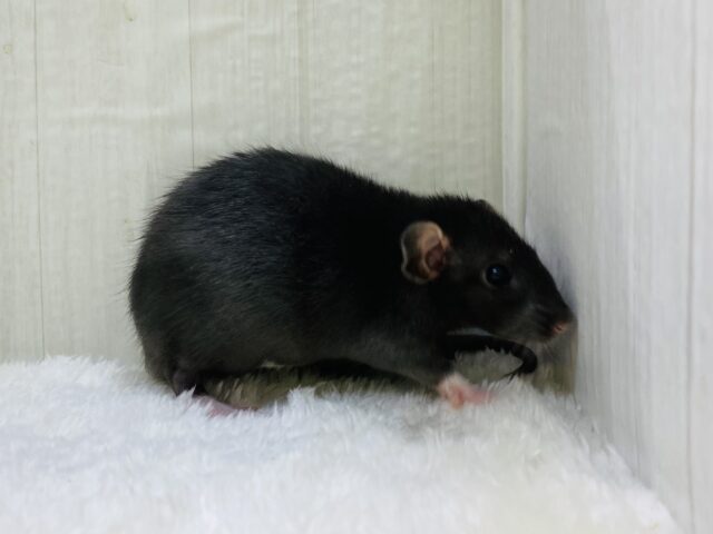 ファンシーラット