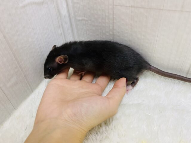 ファンシーラット