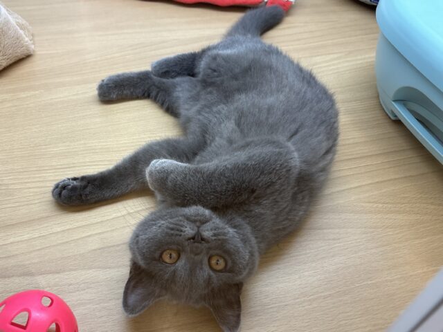 ブリティッシュショートヘア