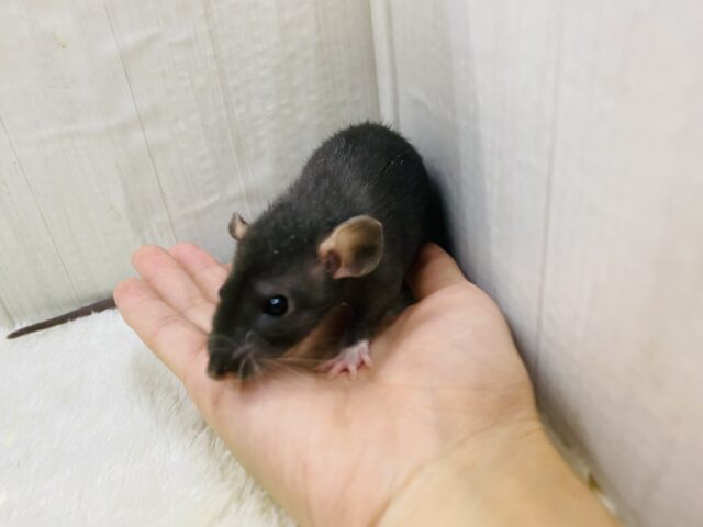 ファンシーラット