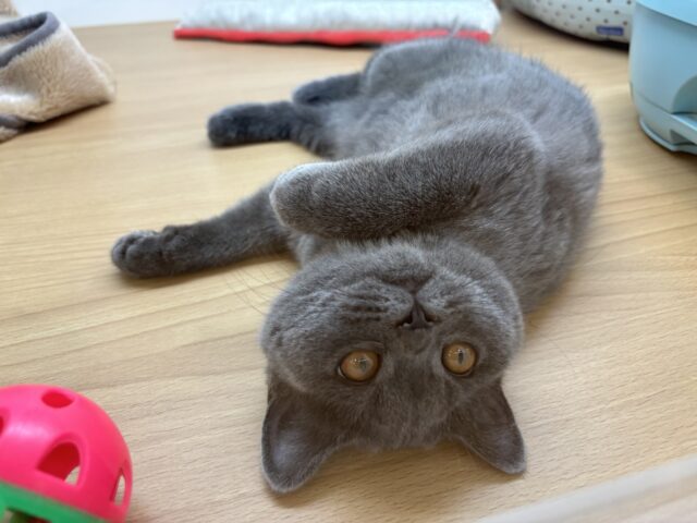 ブリティッシュショートヘア