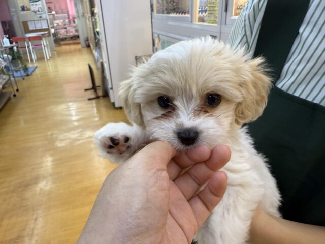 最新📷めちゃカワなキャバビションくん キャバビション