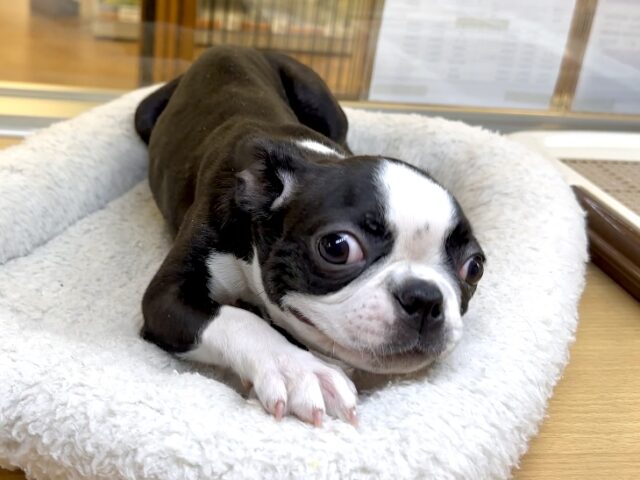 ボストンテリア