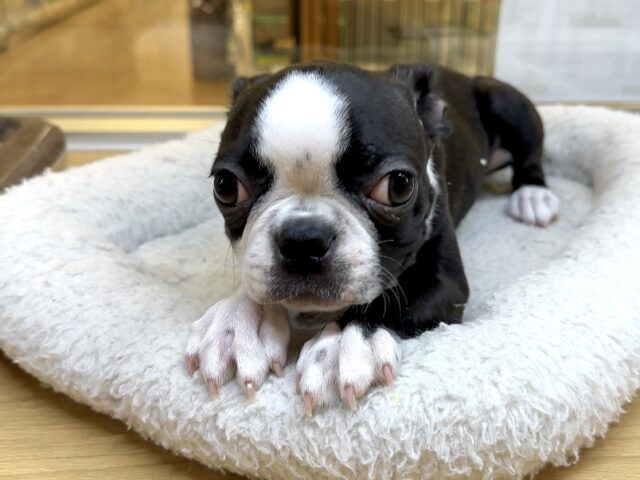 ボストンテリア