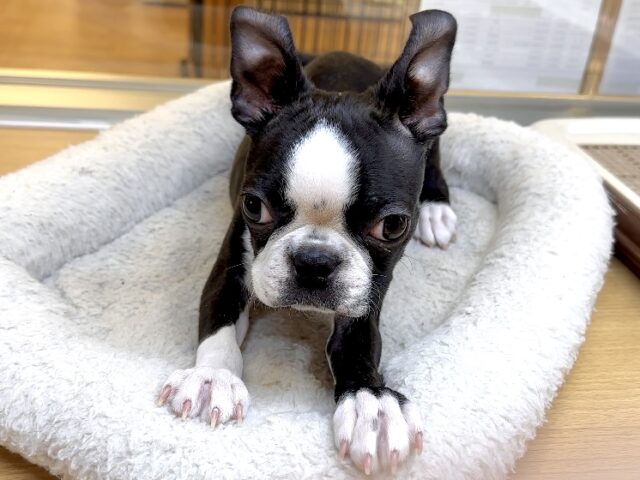 ボストンテリア