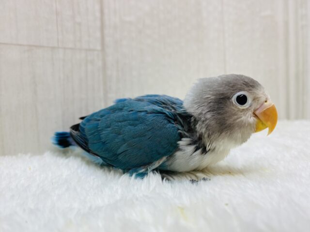 ブルーボタンインコ