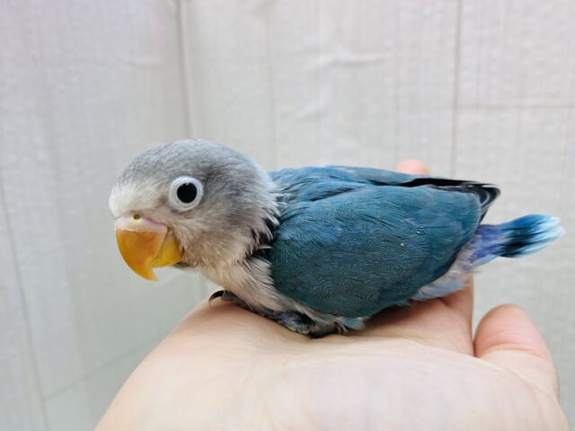 ブルーボタンインコ